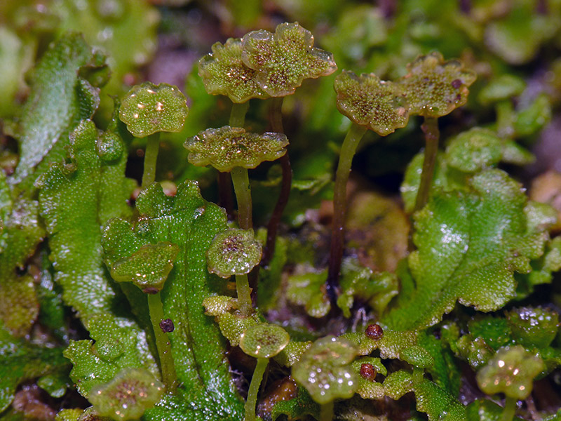 Marchantia polymopha